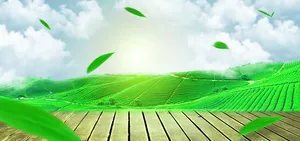 绿色茶园背景高清