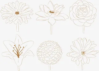 水彩画菊花矢量图免抠