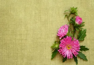 麻布上的菊花免抠