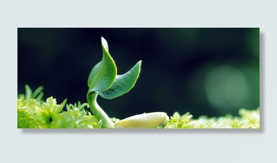 发芽背景高清 发芽背景高清