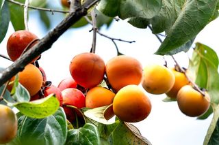 成熟的新鲜柿子高清