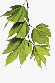 桑葚绿叶免抠