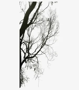 冬天树木图案免抠