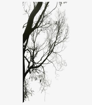 冬天树木图案免抠