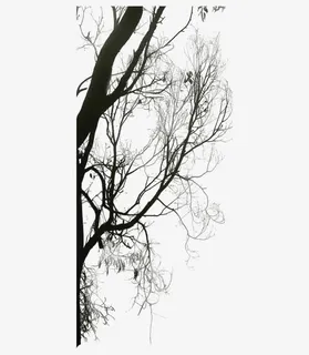 冬天树木图案免抠 冬天树木图案免抠