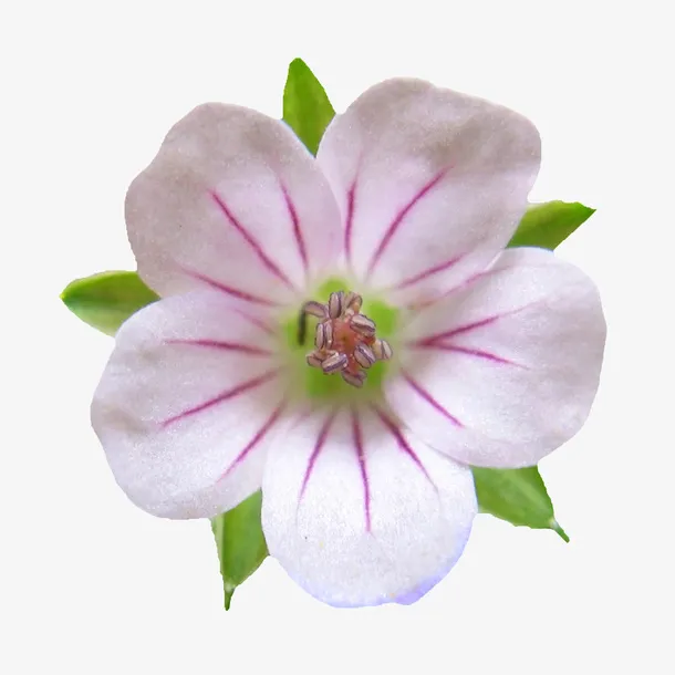 鲜花花卉背景元素