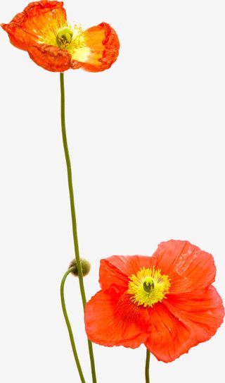 红色盛开小花设计免抠