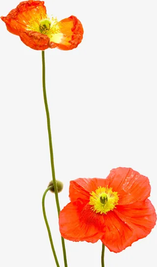 红色盛开小花设计免抠