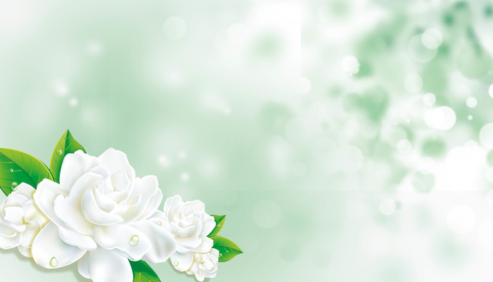 清新茉莉花美容背景元素海报高清