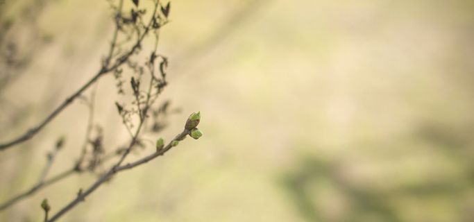 春天树枝背景高清