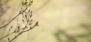 春天树枝背景高清