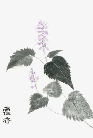 手绘中医中药素材免抠