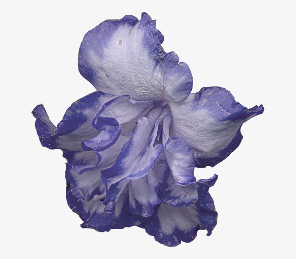 手绘花朵素材绿植花卉免抠