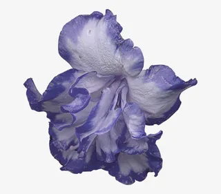 手绘花朵素材绿植花卉免抠