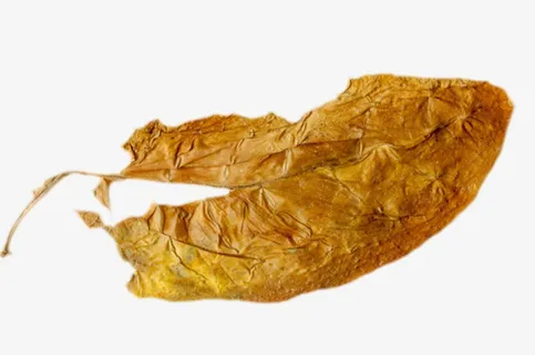 黄色烂掉的干烟叶实物免抠