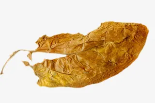 黄色烂掉的干烟叶实物免抠