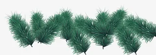 圣诞节松树枝免抠素材免抠
