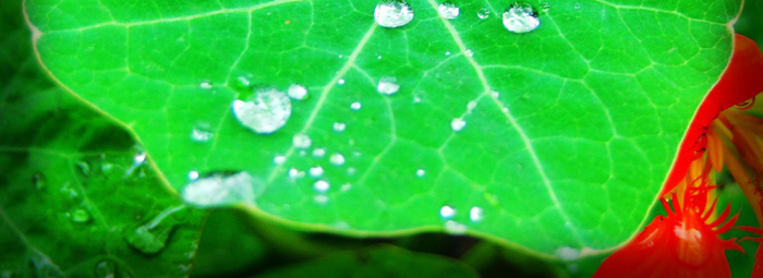 荷叶露珠高清