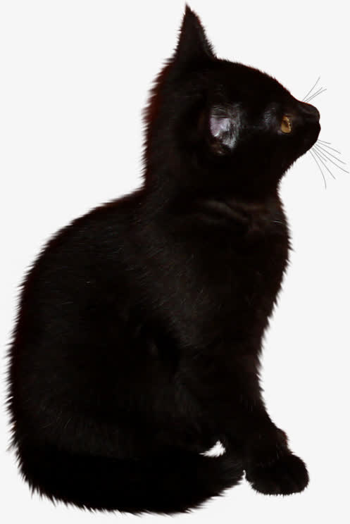 万圣节黑猫免抠