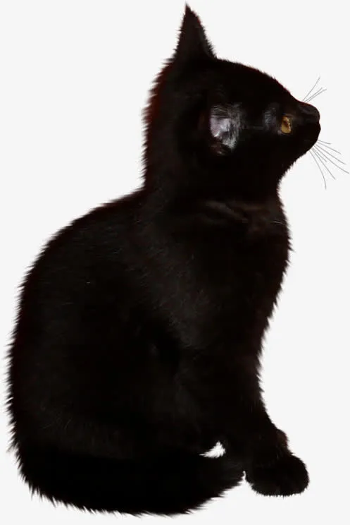 万圣节黑猫免抠