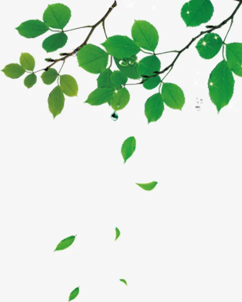 点缀的绿色叶子免抠