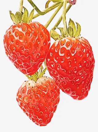 矢量水彩草莓免抠