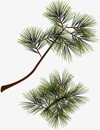 松树与叶子免抠