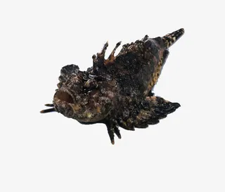 油炸灯笼鱼免抠