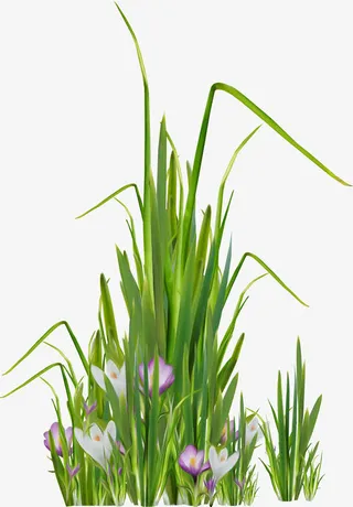 兰花草植物高清唯美免扣素材模板免抠