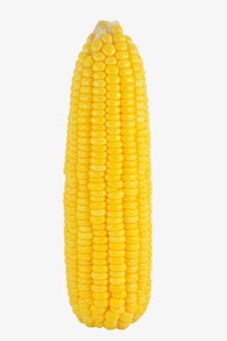 实物没叶子的熟玉米免抠