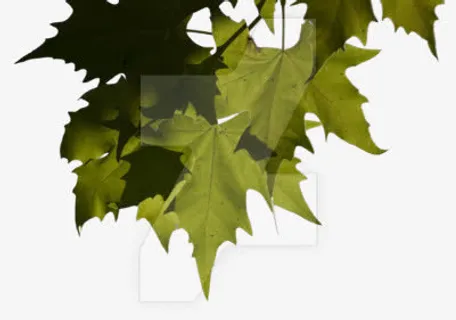 绿叶顶部装饰免抠