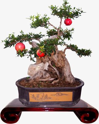 石榴树盆景植物免抠