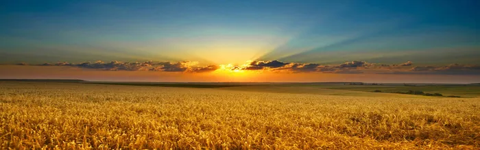 秋色夕阳草原背景高清
