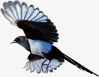 飞翔的喜鹊七夕情人节免抠