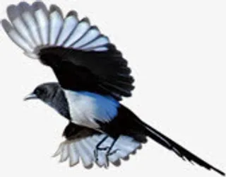 飞翔的喜鹊七夕情人节免抠