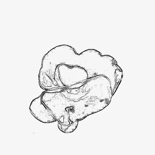 一片木耳素描手绘免抠