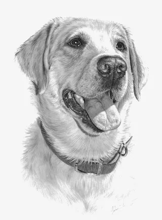 手绘金毛犬免抠