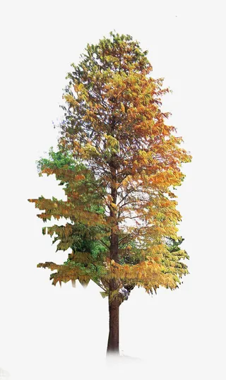 黄色春天清新大树免抠