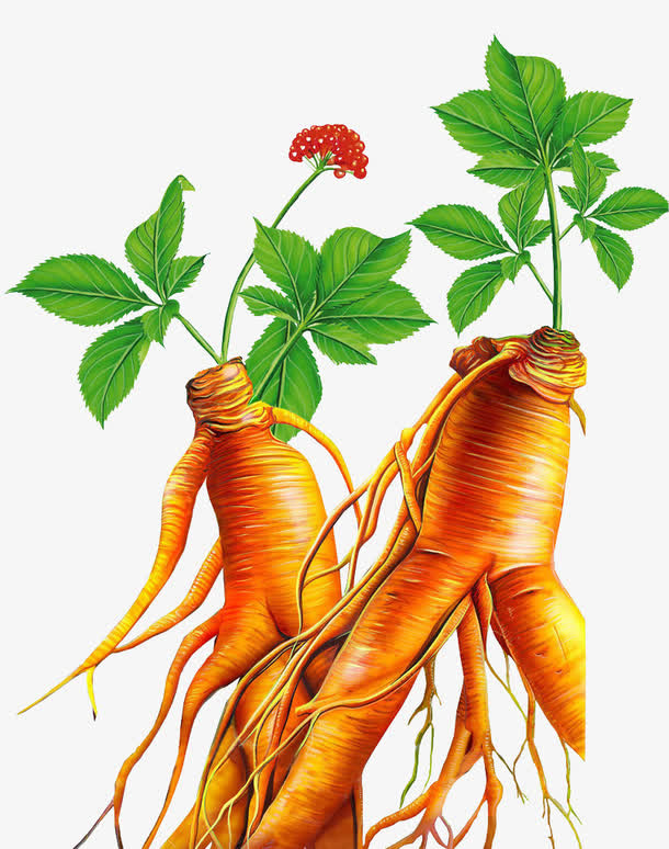 手绘人参免抠