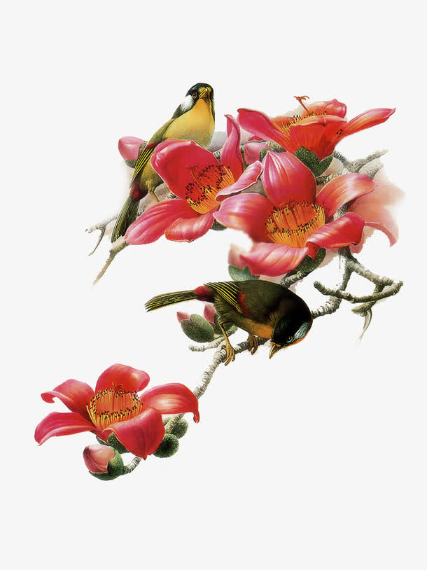 国画木棉花免抠