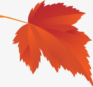 手绘叶子免抠