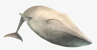 免抠海底的大鲨鱼免抠