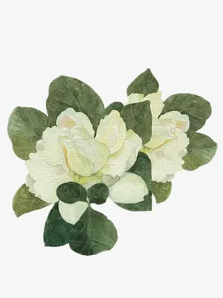 漂亮的栀子花免抠