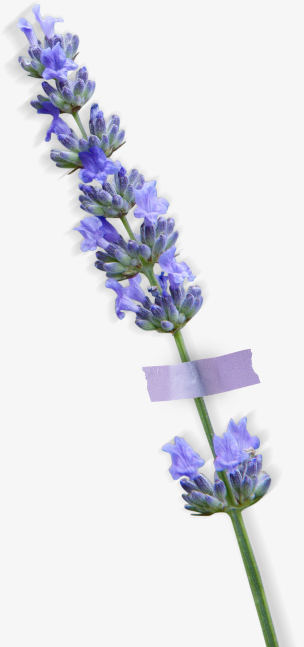 手绘小清新薰衣草素材免抠动植物植物元素