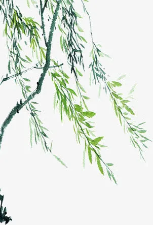 绿色杨柳免抠