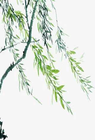 绿色杨柳免抠