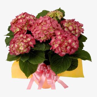 绣球花花束免抠