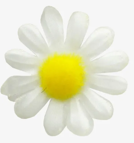 菊花免抠