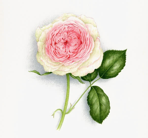 花枝免抠