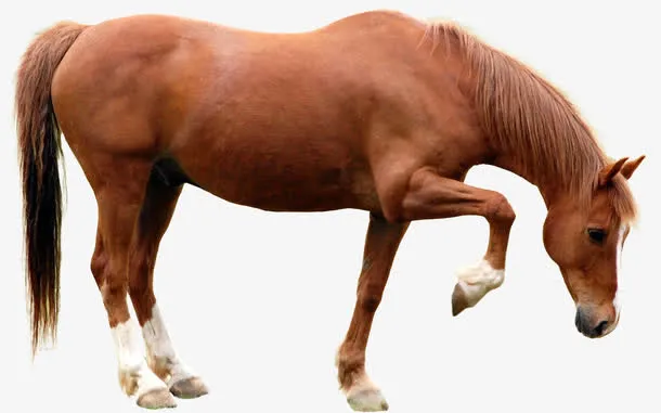 手绘图片 马免抠